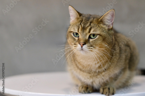 Close up one British Shorthair Cat curling up on white table, looking at camera. Blur gray wall background