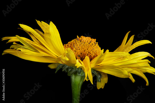 Yellow flower on dark background