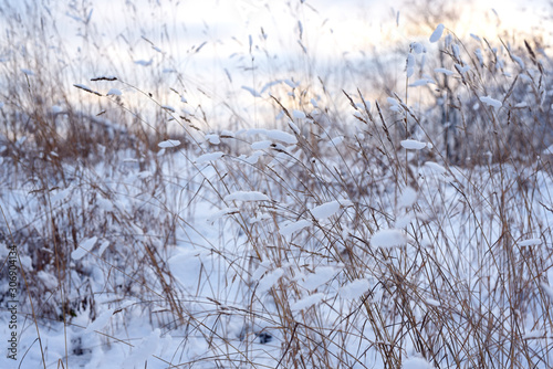 white snow lying on plants in winter
