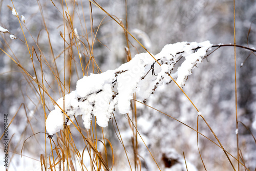 white snow lying on plants in winter