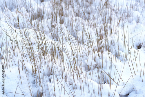 white snow lying on plants in winter