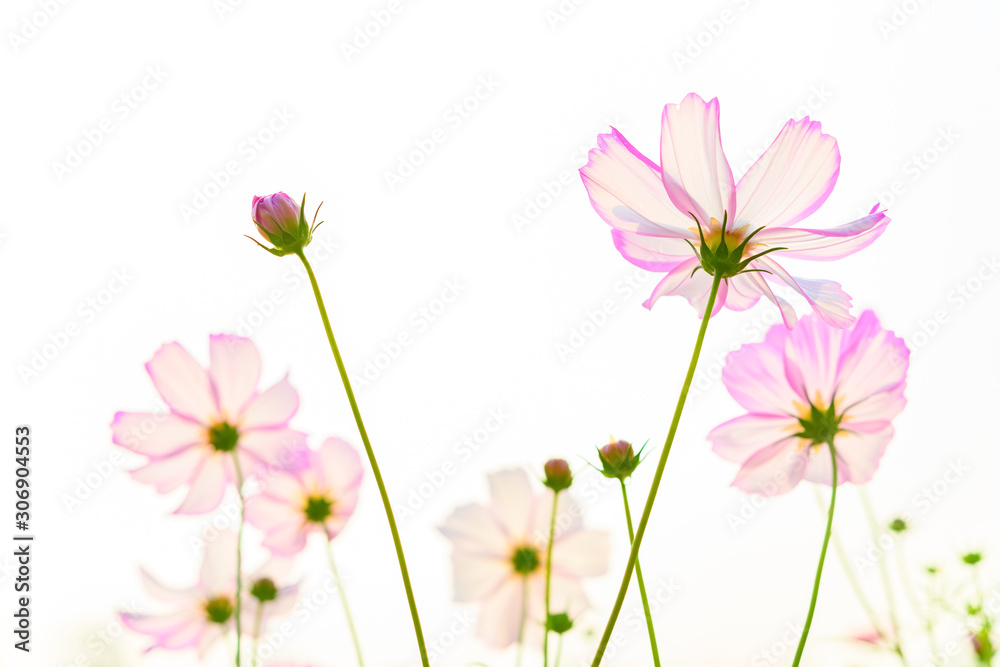 low angle view of beautiful daisy or Cosmos bipinnata Cav low angle view of beautiful daisy or Cosmos bipinnata Cav