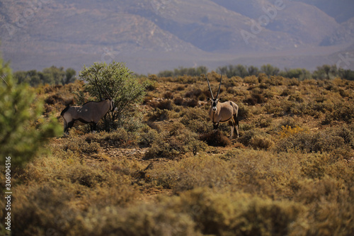 oryx