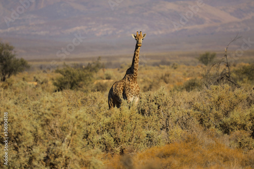 girafe