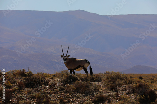 Oryx