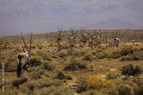 oryx