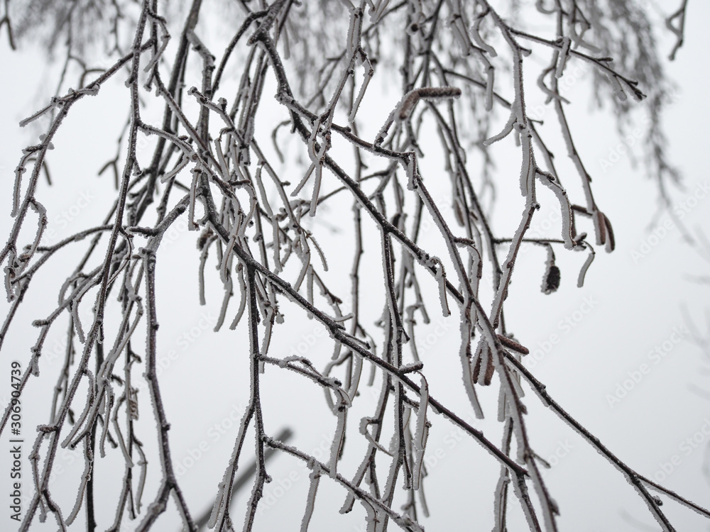 beautiful hanging birch branches covered with frost beautiful hanging birch branches covered with frost