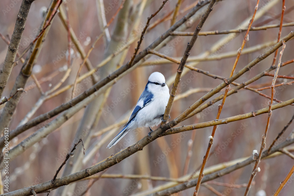 Fototapeta premium Azure tit Cyanistes cyanus sitting on birch tree branch. Cute rare white little songbird. Bird in wildlife.