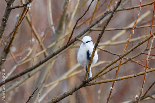 Azure tit Cyanistes cyanus sitting on birch tree branch. Cute rare white little songbird. Bird in wildlife.