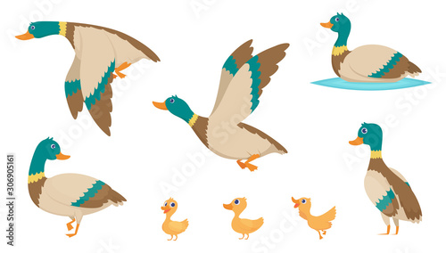 Print op canvas Wild ducks