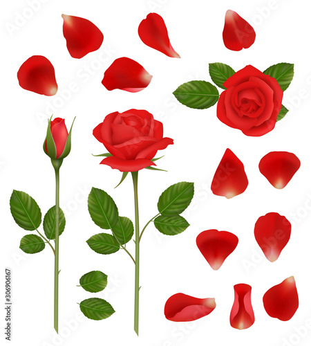 Red roses. Beautiful romantic flowers buds and petals leaves nature wedding plants vector realistic collection. Illustration floral plant, red rose petal