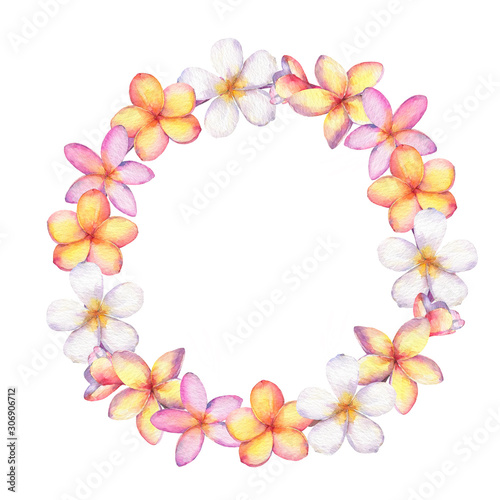 Hand drawn watercolor plumeria frangipani  wreath isolated on white background.