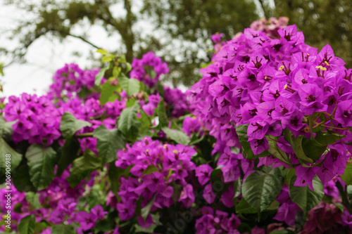 Bougainvillea - purple bush flowers which are common for Rome, Italy. Middle view 