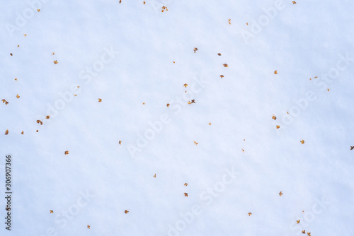 tree seeds lying on snow in winter