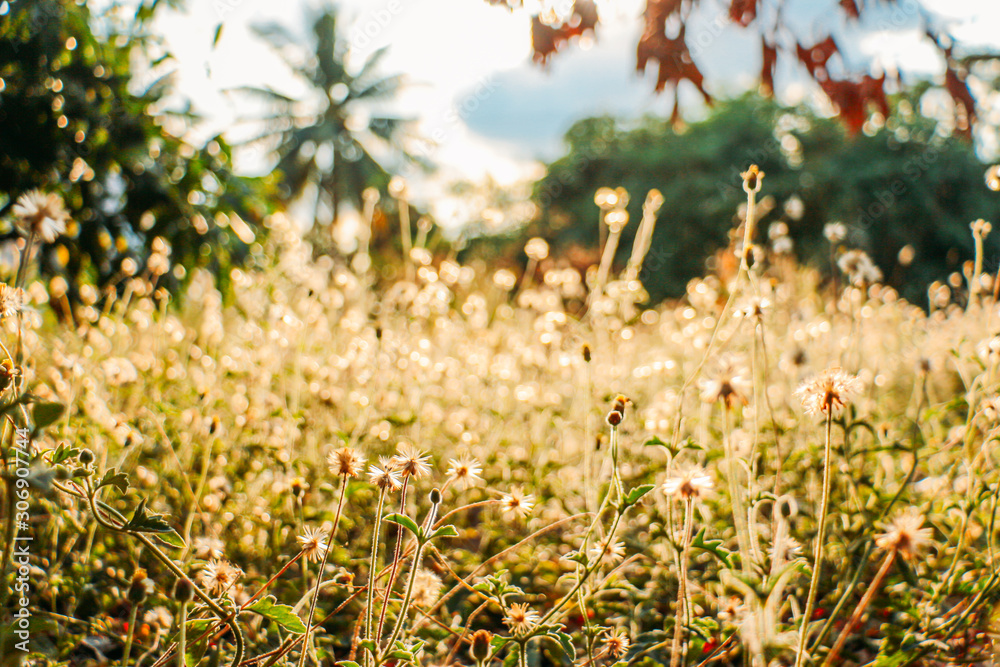 Fototapeta premium wild flowers in the field