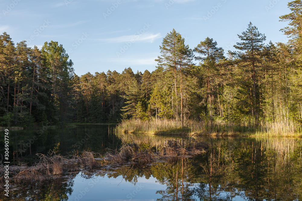 Daytime landscape of forest reflected in the lake