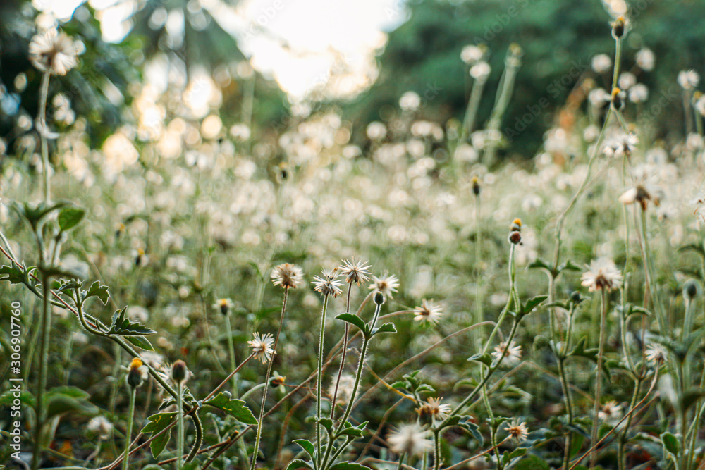 Fototapeta premium wild flowers in the field