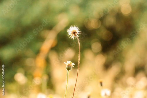 wild flowers in the field