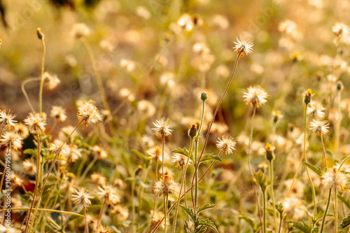 wild flowers in the field