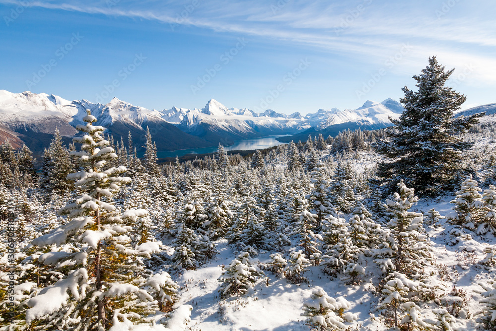 Snow Covered Fir Trees on Bald Hills, Jasper National Park, Canada with Maligne Lake and Samson Peak in the background