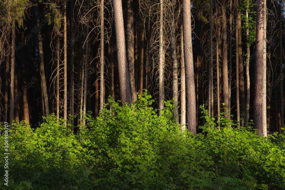 Fototapeta premium Pine forest at sunny summer day. Backlit with sun rays, looks like a painting.