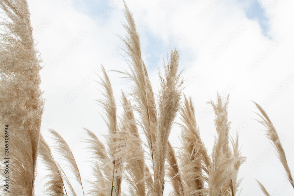 Fototapeta premium Wind shaking golden ears of reeds on light blue cloudy sky on background