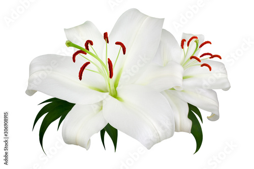 Fotografia Two white lily flowers with red stamens and green leaves on white background iso