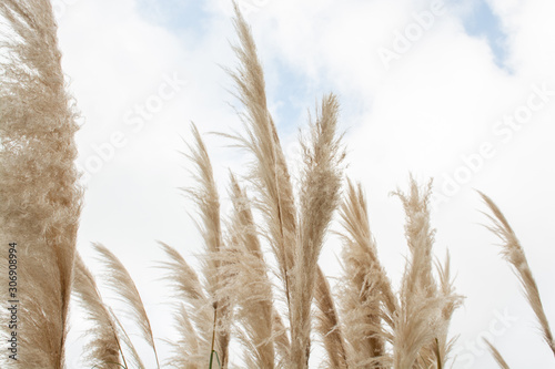 Wind shaking golden ears of reeds on light blue cloudy sky on background