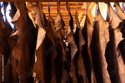 Goat hides used for traditional leather production drying on a bar at the Chouara tannery, Fez, Morocco