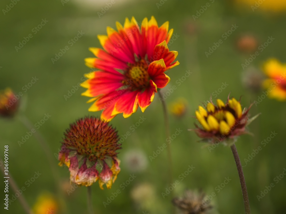 rudbecia in the garden on a clear day in autumn, Russia rudbecia in the garden on a clear day in autumn, Russia