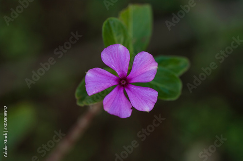 purple beautiful flower