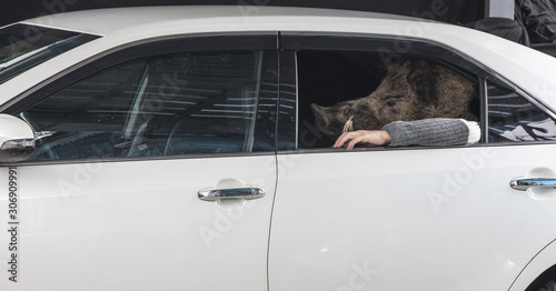 wild boar masked man in car