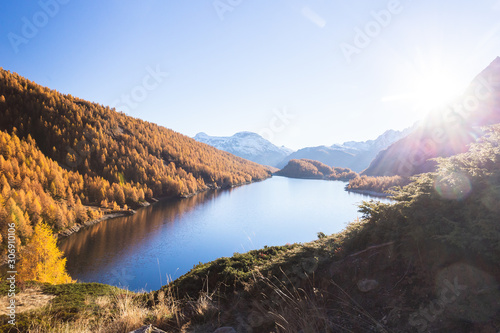 Colorful larch near Lake Devero  in autumn  Alpe Veglia and Alpe Devero Natural Park  Baceno  Verbano Cusio Ossola province  Piedmont  Italy