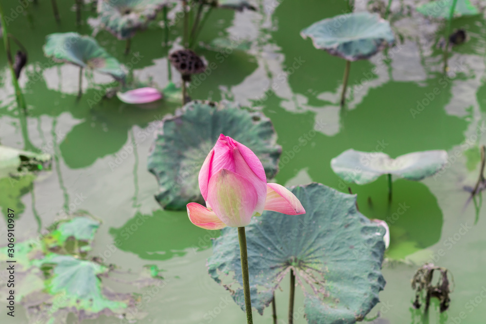 Pink lotus flower with a closed bud Pink lotus flower with a closed bud