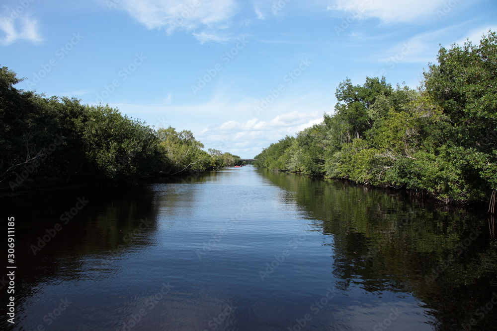trees and reeds in the water in mangrove in Florida Everglades