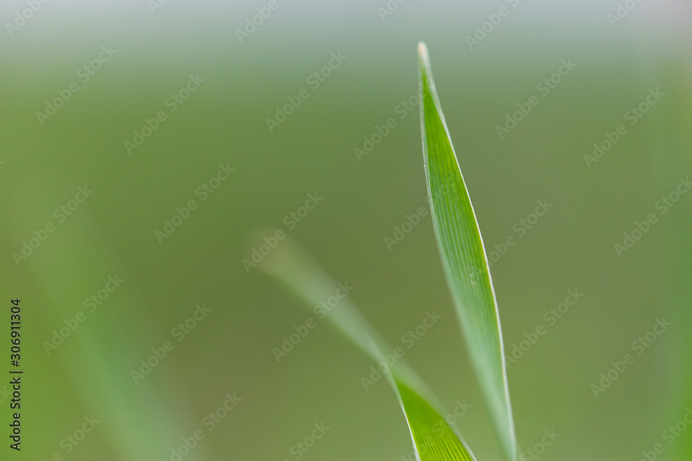 Closeup nature view of green leaf on blurred dark greenery background. Closeup nature view of green leaf on blurred dark greenery background.