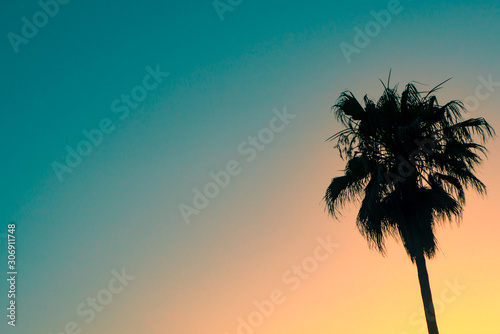 Silhouette of One Tropical Palm Tree At Sunset With Copy Space photo