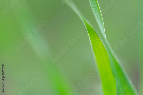 Closeup nature view of green leaf on blurred dark greenery background.