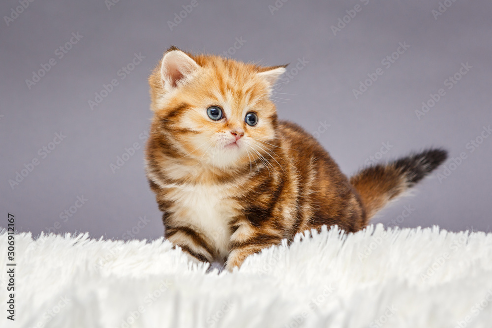 Little red kitten of British  breed