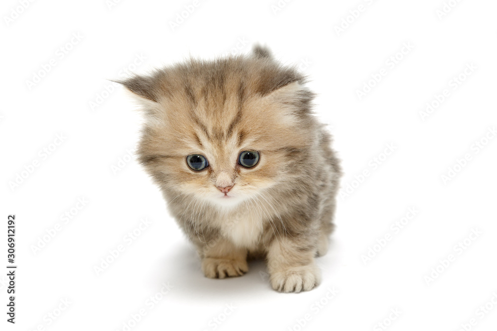 Small kitten of British  breed