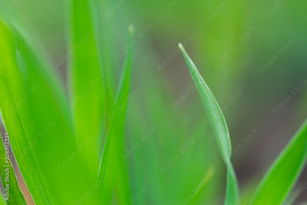 Closeup nature view of green leaf on blurred dark greenery background. Closeup nature view of green leaf on blurred dark greenery background.
