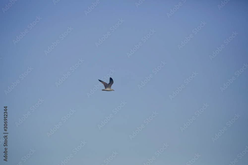 White Seagull fling over blue sky