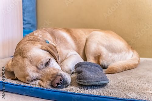 The dog Labrador sleeps with the owner's slipper