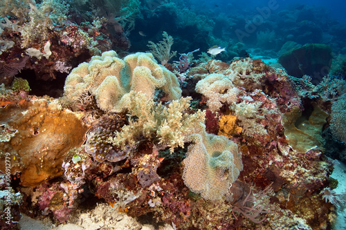 Fototapeta Naklejka Na Ścianę i Meble -  Coral reef 