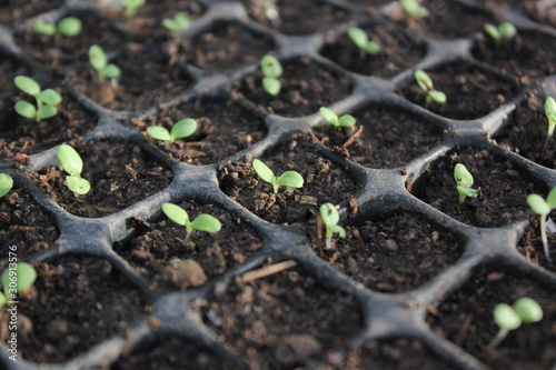 small green plants, sprouts growing up in the nursery tray. Prepare vegetables before planting.