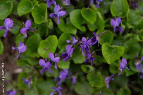 Viola odorata - Sweet Violet  English Violet  Common Violet  or Garden Violet