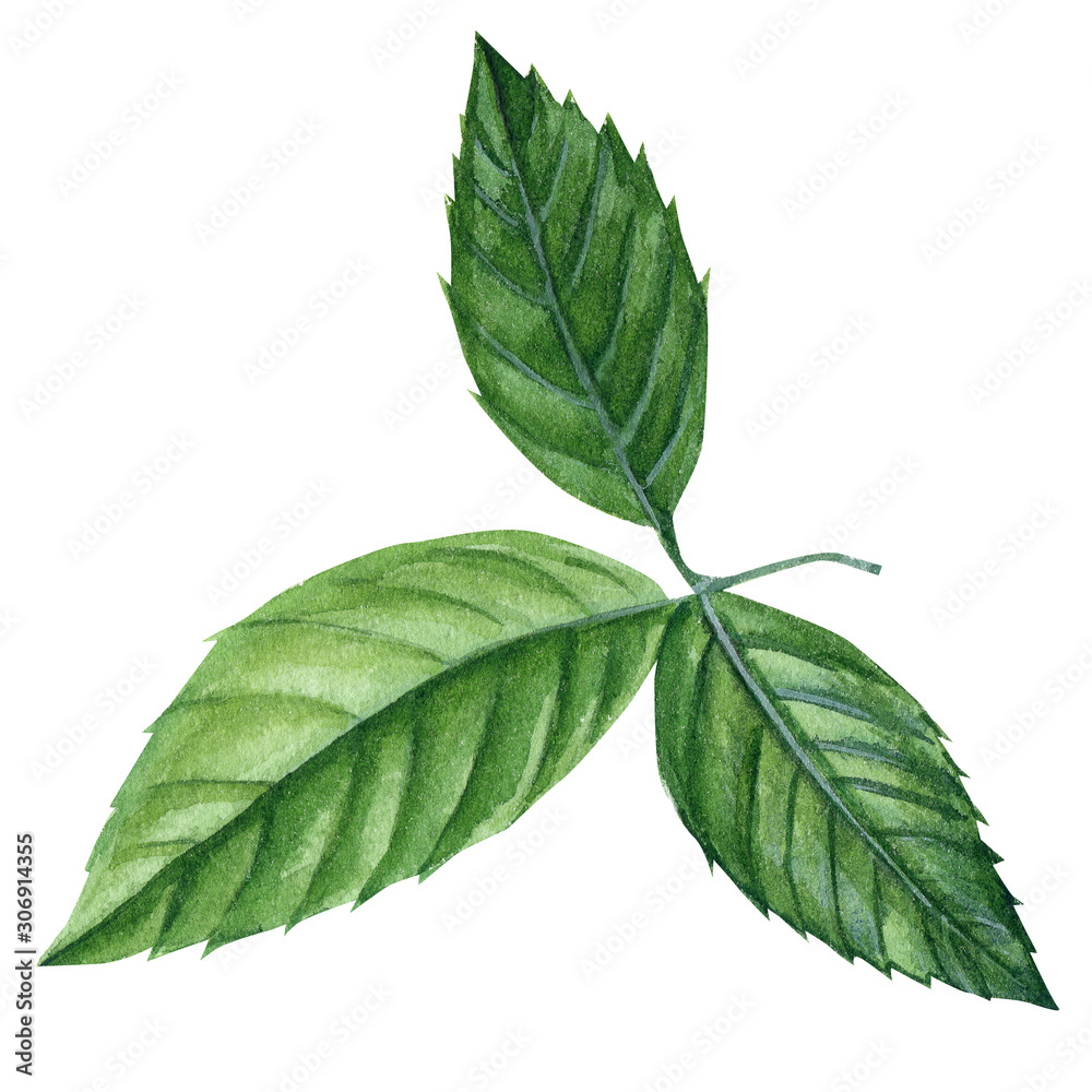 Obraz premium green leaves of a rose on an isolated white background, watercolor illustration, botanical painting