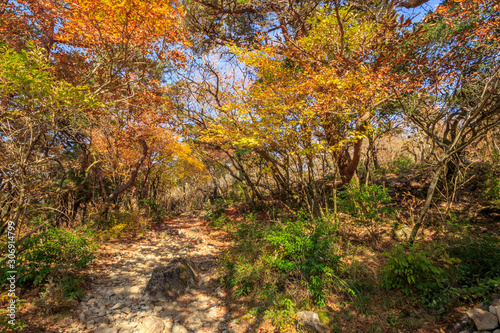 秋のえびの高原 登山道 宮崎県えびの市 Ebino plateau autumn Trail Miyazaki Ebino city