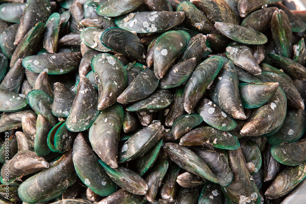 Raw Mussel shell in market,Fresh seafood in Thailand. pile green mussel for sale on the market - Asian green mussel seafood shell in the fish market Raw Mussel shell in market,Fresh seafood in Thailand. pile green mussel for sale on the market - Asian green mussel seafood shell in the fish market