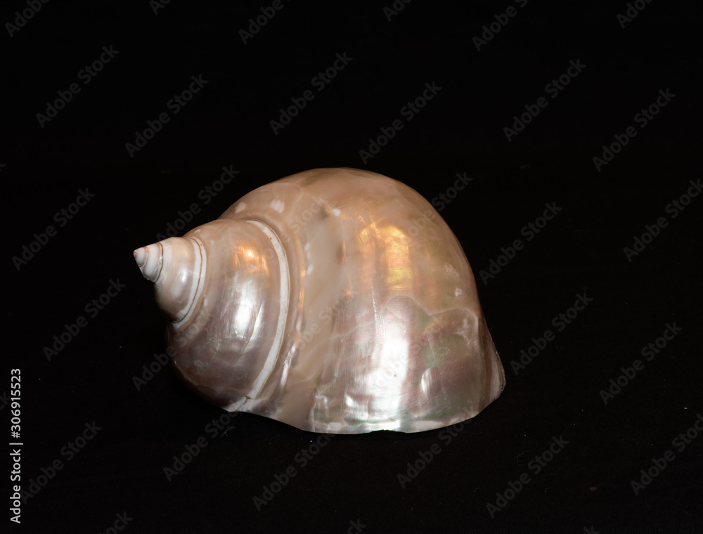 single shells on black background single shells on black background